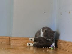 -啵啵喵·猫咖(攀华国际店)