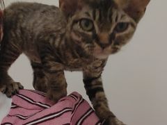 -伟伟宠物医院·CT影像中心·瑞派犬猫综合性门诊(汉口总院)