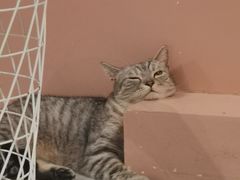 -猫儿山۰猫主题餐厅