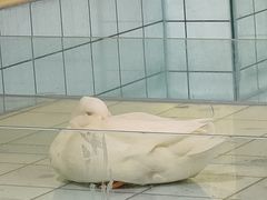 -RU DUCK柯尔鸭公社·撸鸭俱乐部·羊驼·小香猪