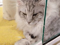 -babydoll猫舍·米努特·德文·缅因(久光中心店)
