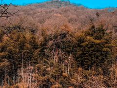 -古隆中景区