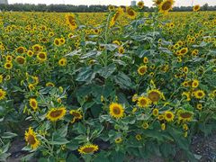 -汉长安城未央宫国家考古遗址公园