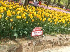 -洛阳郁金香牡丹园