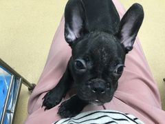 -瑞派·关忠动物医院·猫专科·犬专科(三环新城店)