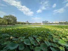 -莲花池公园