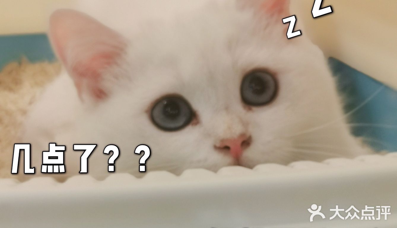 猫猫🐱狗狗🐶，更爱哪个？