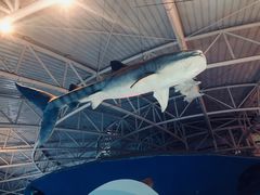 -烟台海昌鲸鲨海洋公园