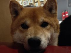 -百好乐宠物友好餐厅(朝外大街店)