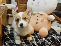 -邢大夫动物医院