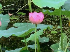 -陈家山荷花公园