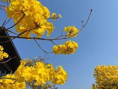 -广州锦绣香江度假别墅