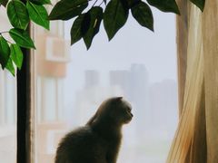 -猫猫幼稚园·撸猫·桌游·电玩