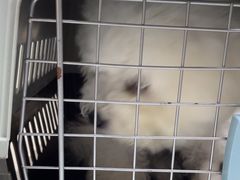 -动物缘宠物医院·骨科·猫科(西二环店)