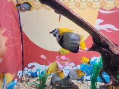 -烟台海昌鲸鲨海洋公园