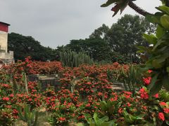 -松山湖梦幻百花洲
