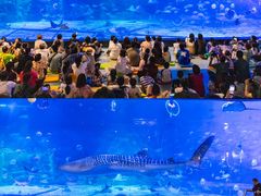 -烟台海昌鲸鲨海洋公园