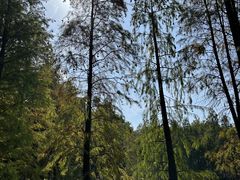 -番禺大夫山森林公园
