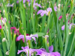 -广西壮族自治区药用植物园
