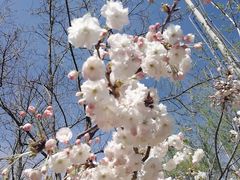 -长白岛森林公园