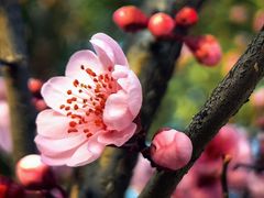 -三垟湿地