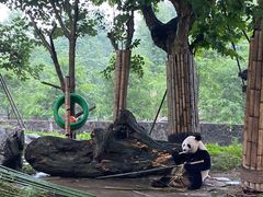 -都江堰中华大熊猫苑