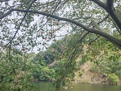 -王借岗森林公园