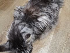 -MOCHA明星猫咖(田子坊店)