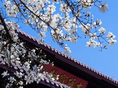 -灵谷景区