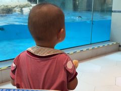 -帝企鹅自助餐厅•儿童岛•真企鹅(长隆企鹅酒店)