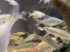 -星伦多自助料理·涮烤一体(虹悦城店)