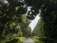 -南宁良凤江国家森林公园