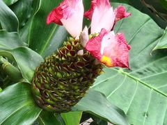 -中国科学院西双版纳热带植物园