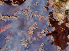 -胖子鱼·天水麻辣鱼火锅(秦州407店)