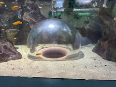 -绿色星球动物主题公园