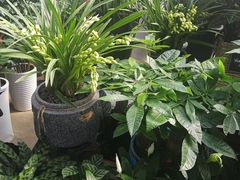 -金陵花卉交易市场