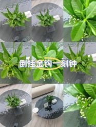 -HEYAN荷妍专业脱毛连锁机构