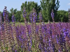 -汉长安城未央宫国家考古遗址公园