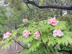 -国家植物园南园