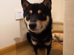 -柴犬小屋·柴餐厅·狗咖食堂(金鼎广场店)