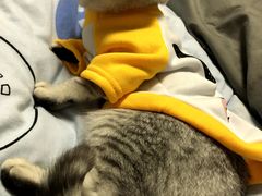 -圣宠宠物(平吉花卉市场店)