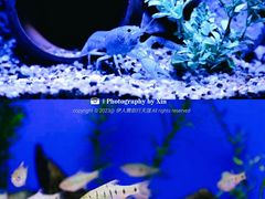 -上海海洋水族馆