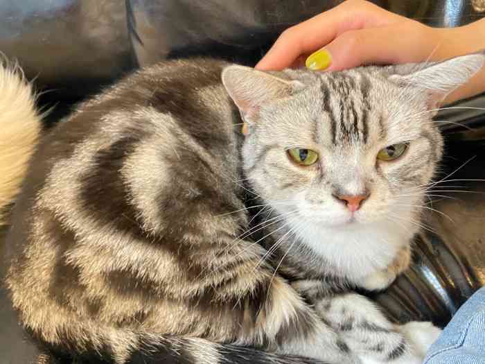 83人赞4妍妍一点也不饿2021年12月29日美团网友打分店内猫猫品种很多