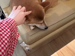 -柴の食堂·日式家庭料理·熊之肆(大学路店)