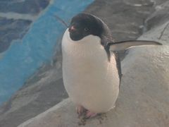 -上海海昌海洋公园