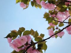 -顾村公园