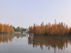 -白鹭湾湿地公园