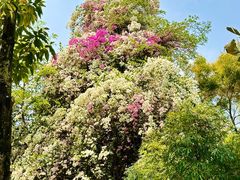 -深圳国际园林花卉博览园