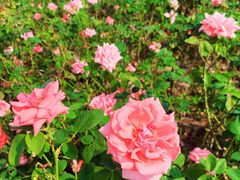 -海心沙亚运公园