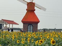 -杭州湾海上花田景区